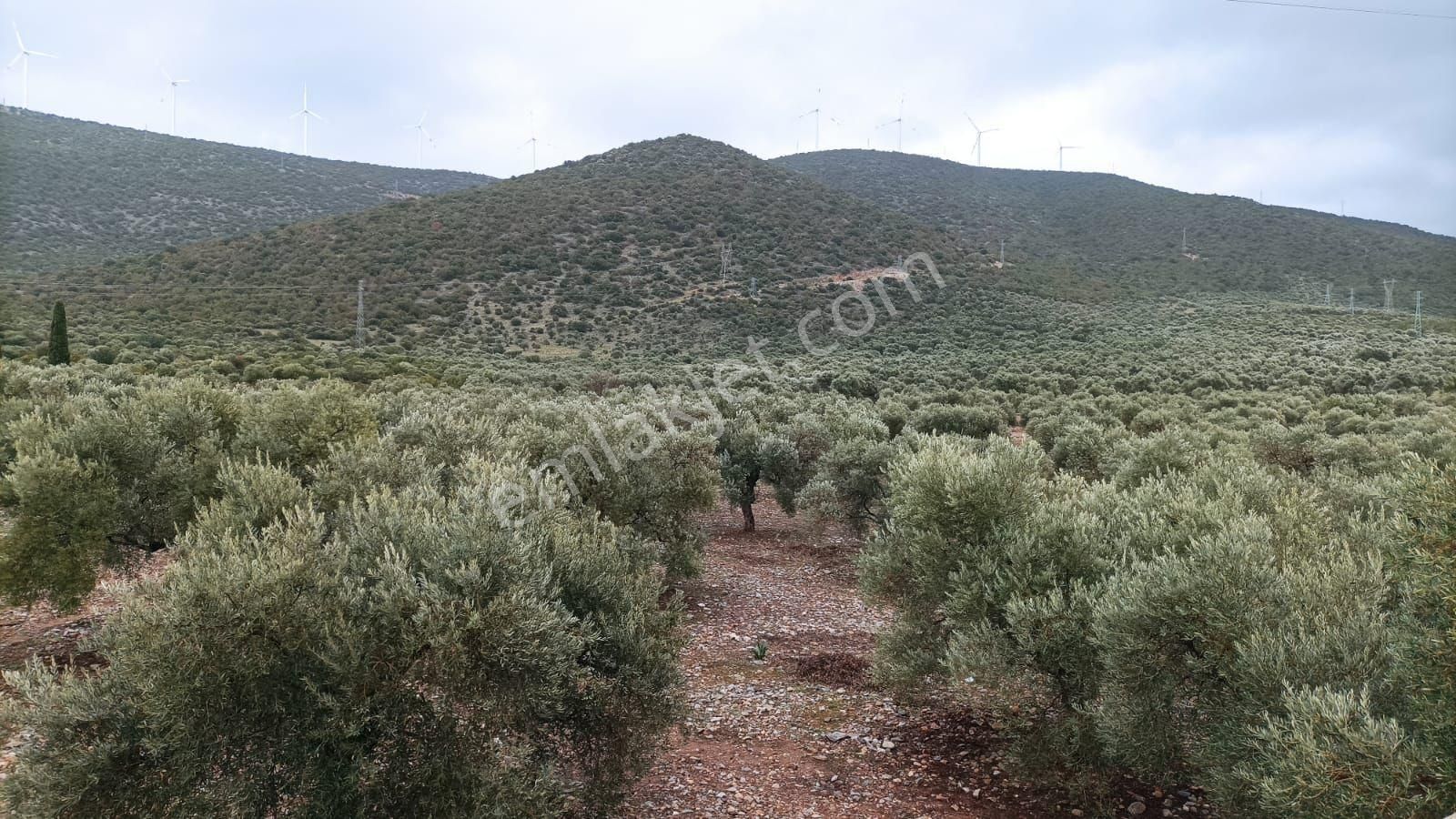 Didim Akbükte İmara Komşu, 40 Dönüm Zeytinlik Sahibinden - Görsel 9