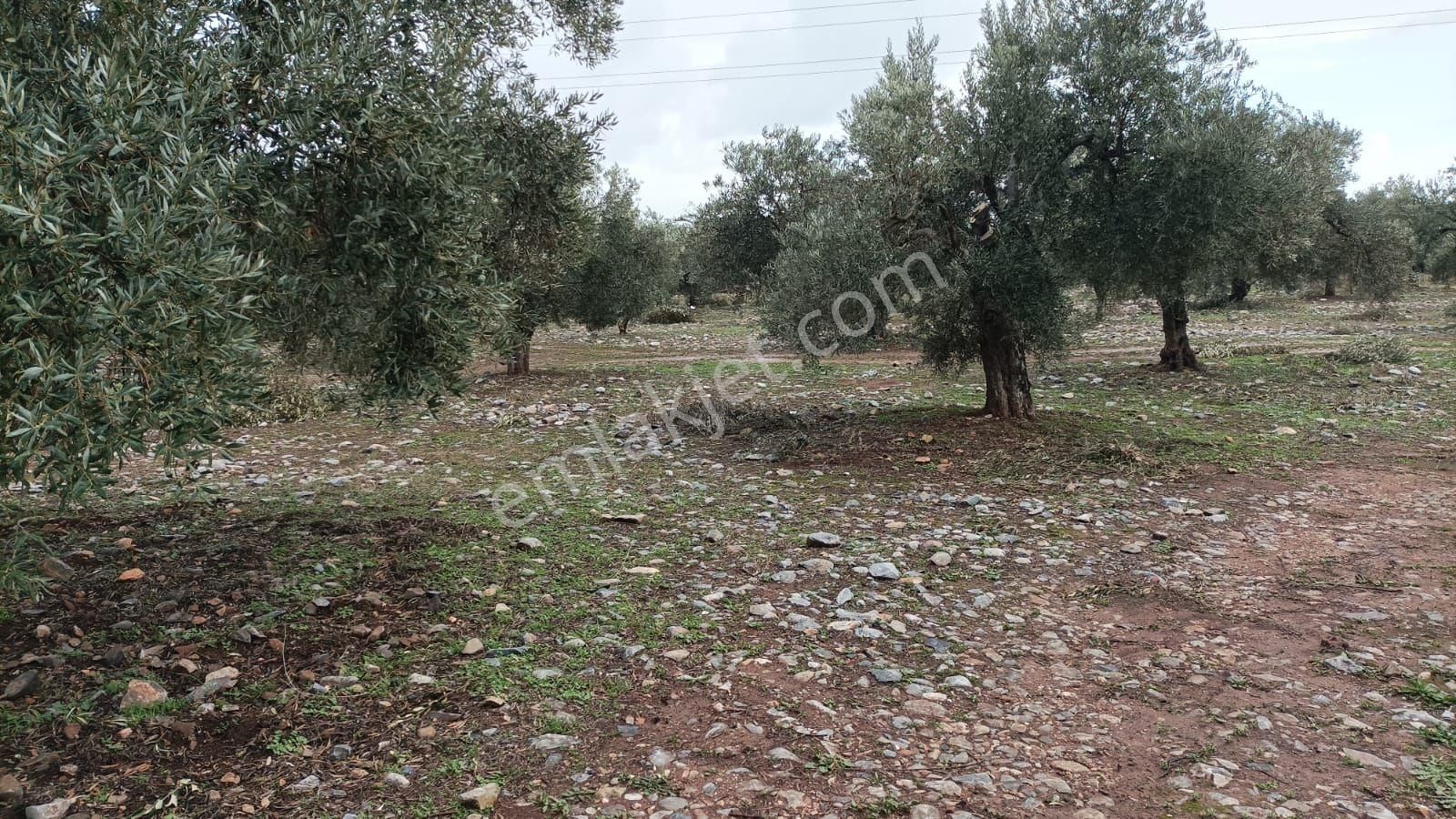 Didim Akbükte İmara Komşu, 40 Dönüm Zeytinlik Sahibinden - Görsel 6