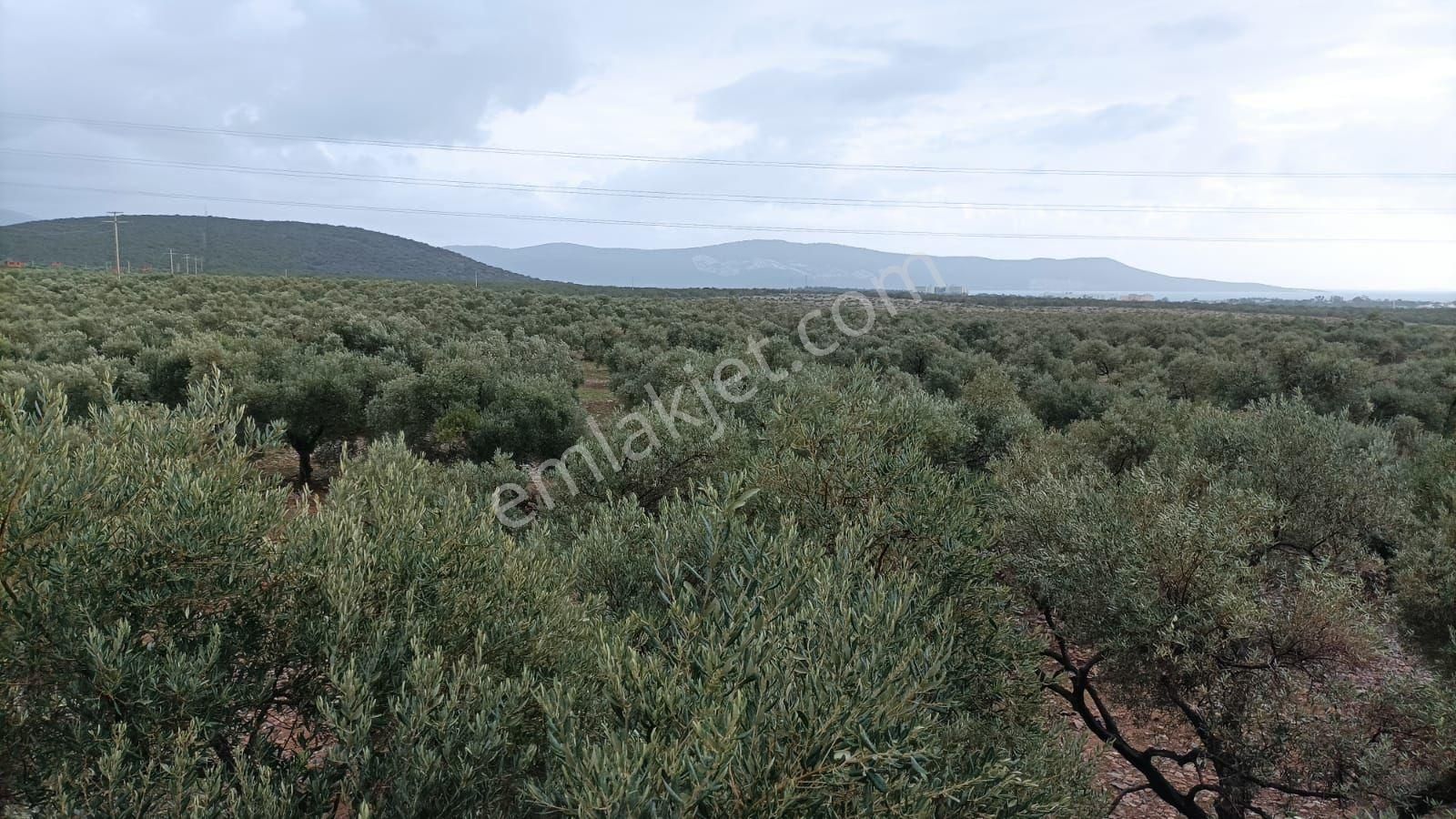 Didim Akbükte İmara Komşu, 40 Dönüm Zeytinlik Sahibinden - Görsel 15