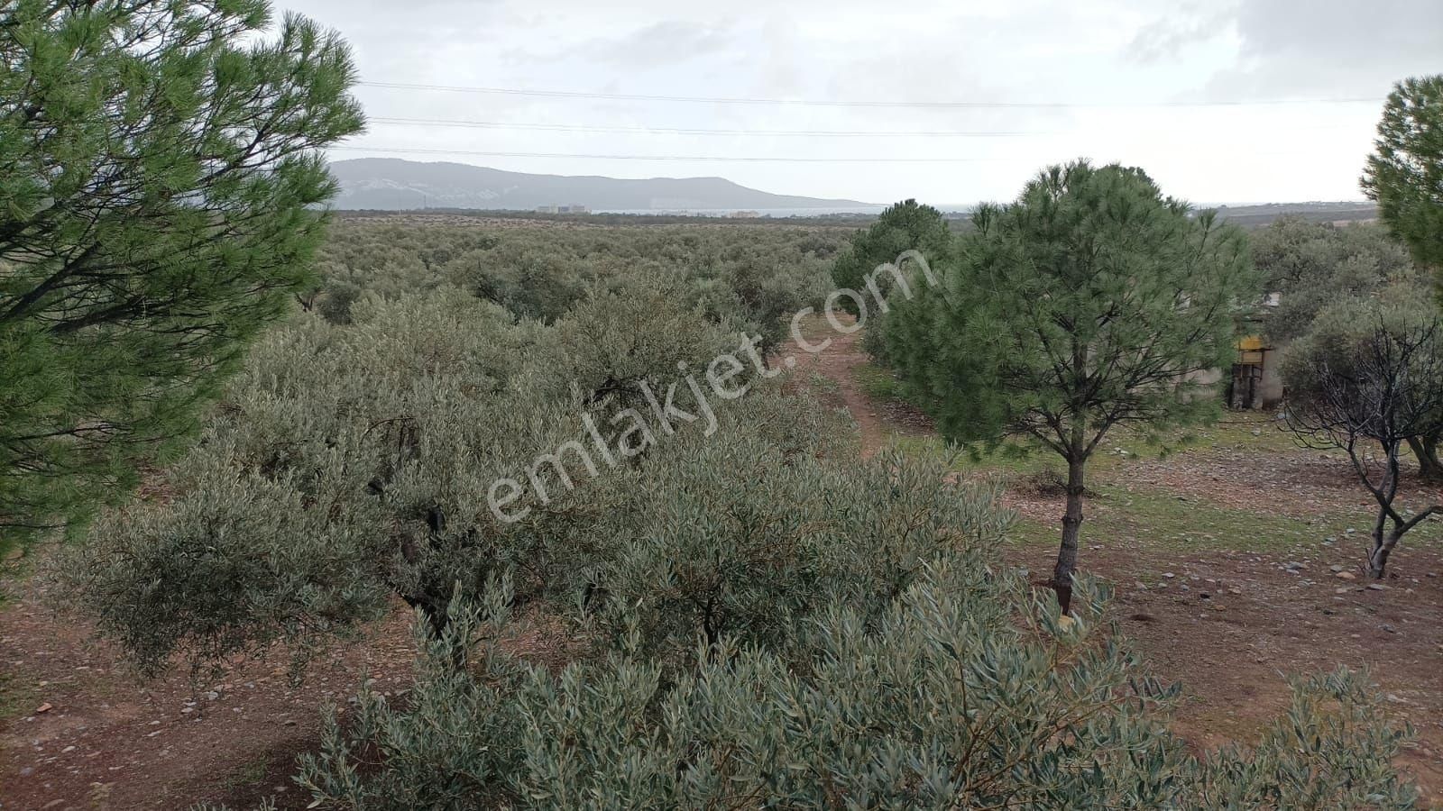 Didim Akbükte İmara Komşu, 40 Dönüm Zeytinlik Sahibinden - Görsel 4