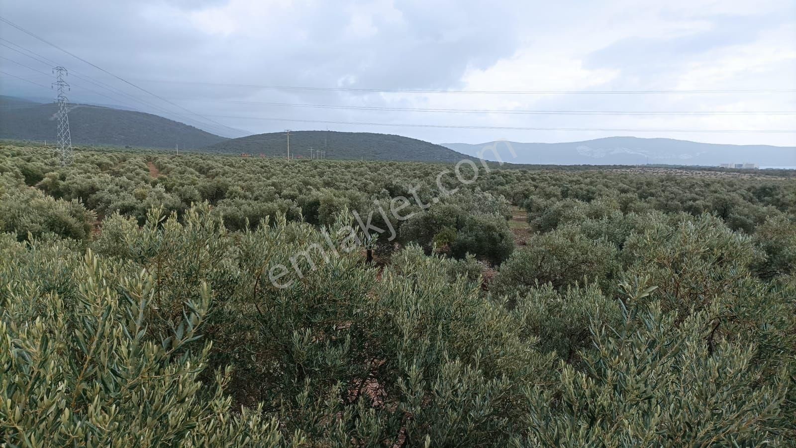 Didim Akbükte İmara Komşu, 40 Dönüm Zeytinlik Sahibinden - Görsel 7