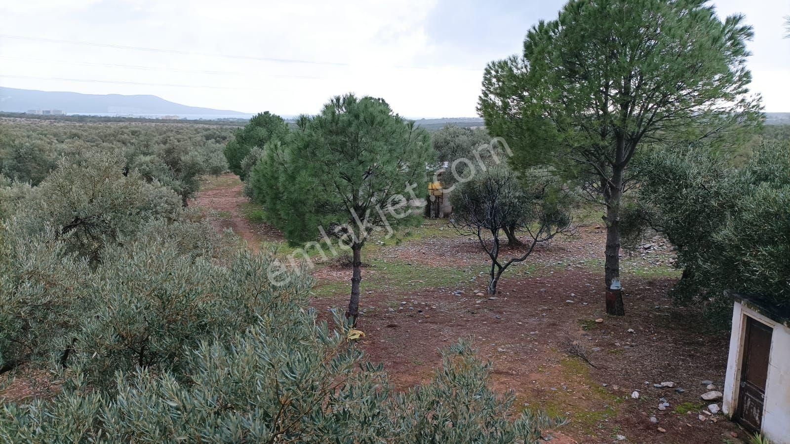 Didim Akbükte İmara Komşu, 40 Dönüm Zeytinlik Sahibinden - Görsel 13