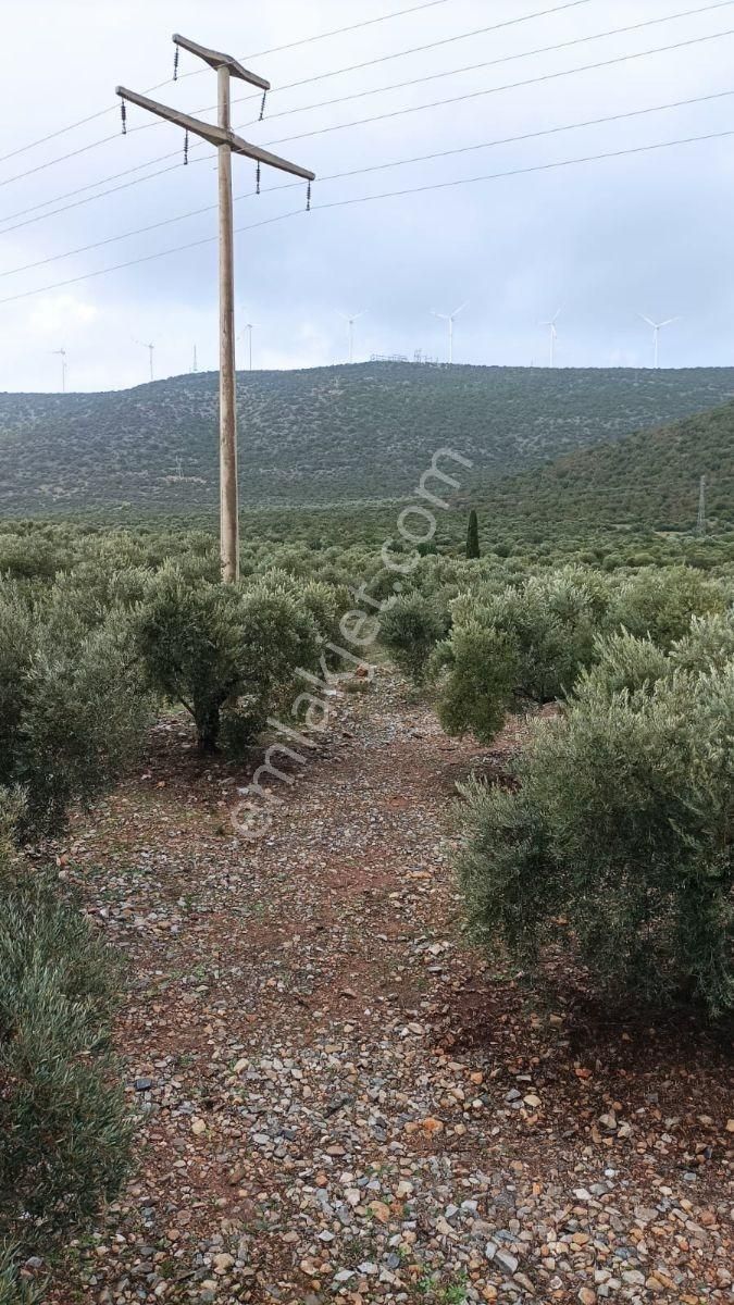 Didim Akbükte İmara Komşu, 40 Dönüm Zeytinlik Sahibinden - Görsel 5