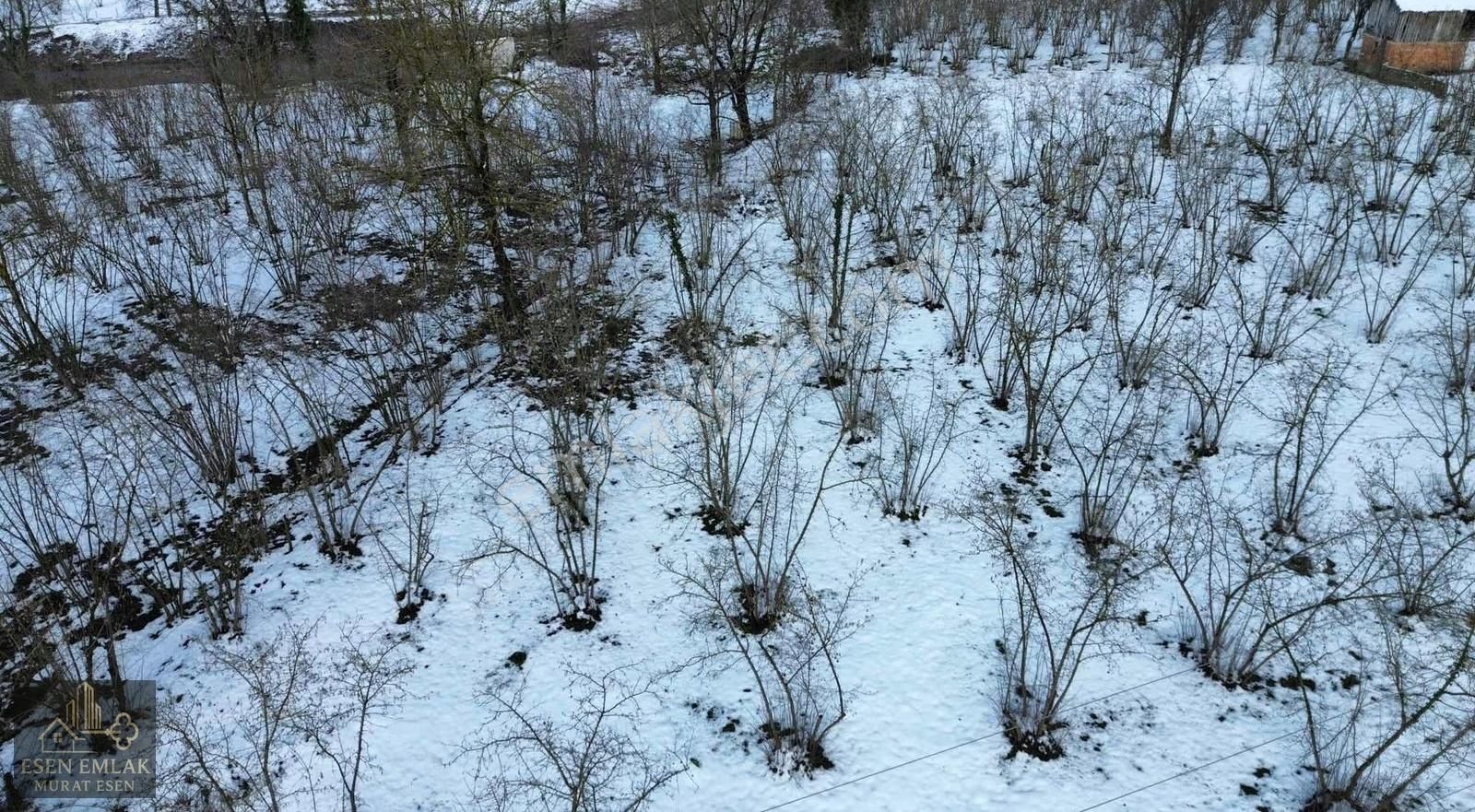 Esen Emlak'tan Çamlıcada İmar Sınırında Tarla Fındıklık - Görsel 15