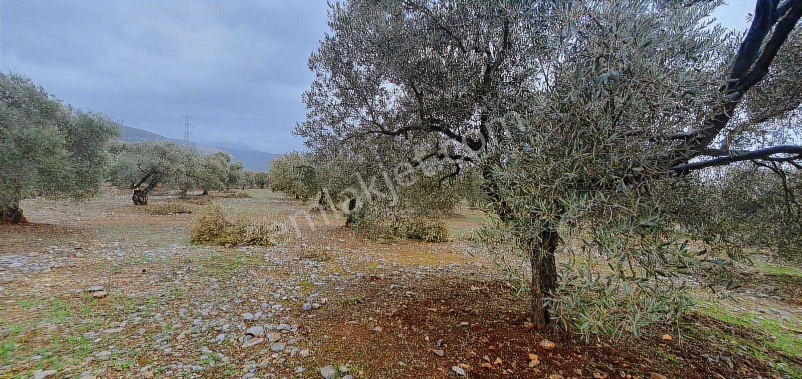Didim Fevzipaşa Mh. İmara Bitişik, 40 Dönüm Zeytinlik - Görsel 9