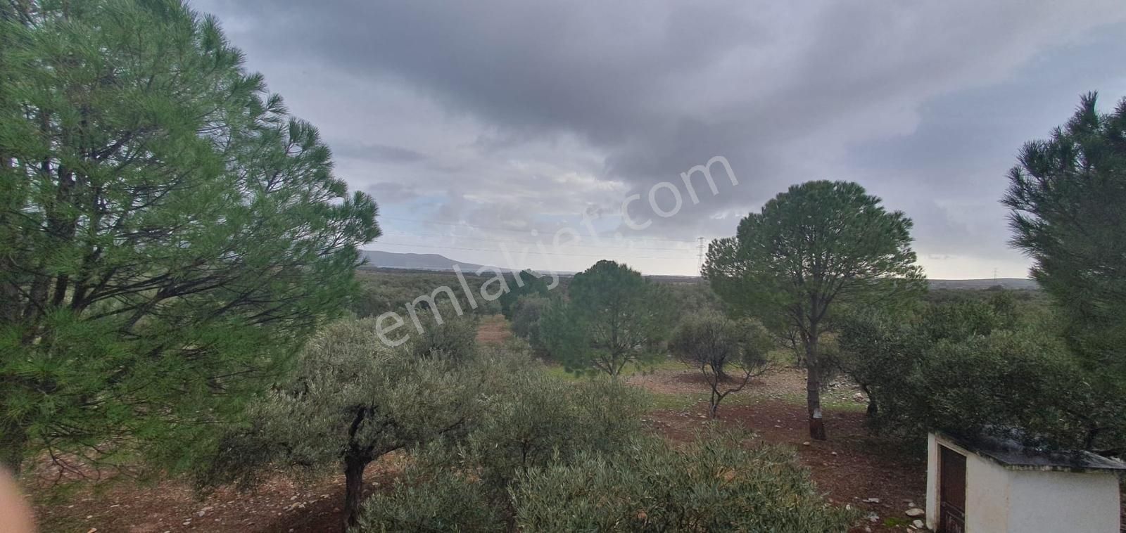 Didim Fevzipaşa Mh. İmara Bitişik, 40 Dönüm Zeytinlik - Görsel 2