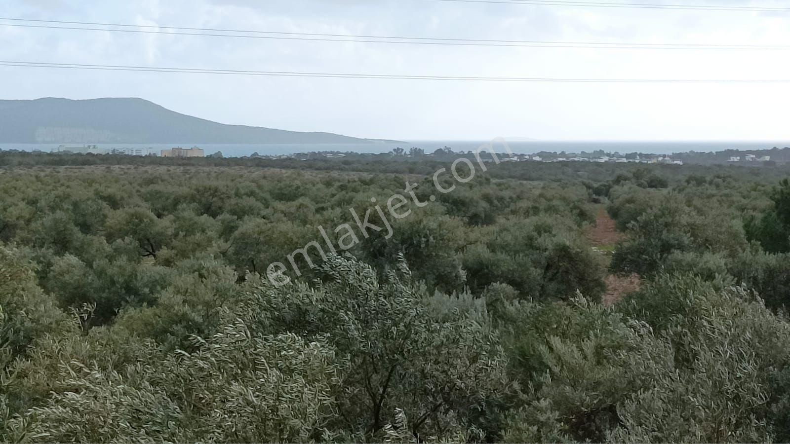Didim Akbük’te İmara Komşu, 40 Dönüm Zeytinlik - Görsel 25
