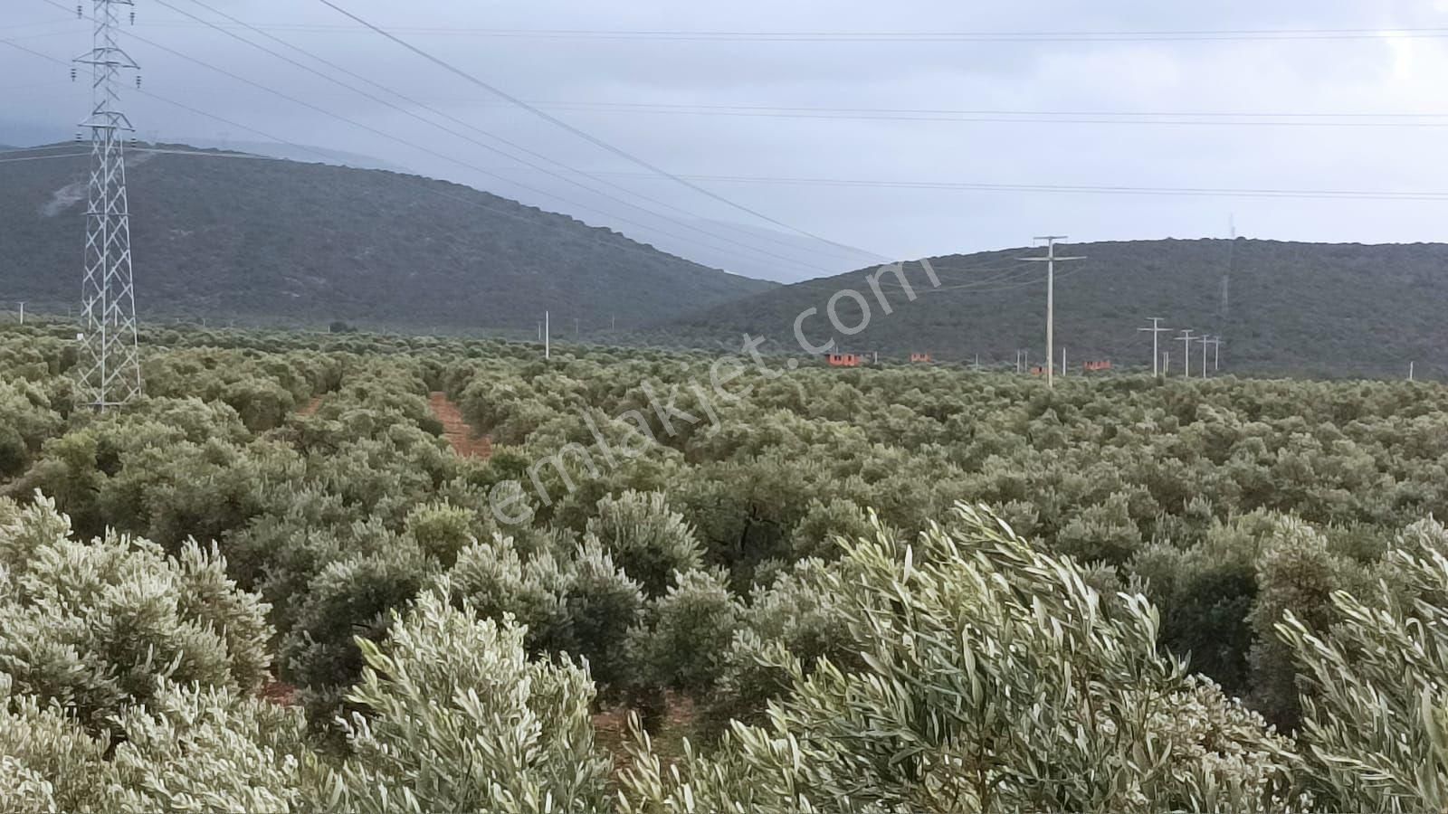 Didim Akbük’te İmara Komşu, 40 Dönüm Zeytinlik - Görsel 18