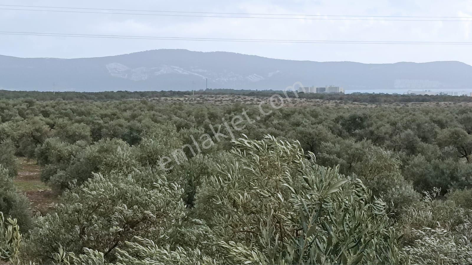 Didim Akbük’te İmara Komşu, 40 Dönüm Zeytinlik - Görsel 24