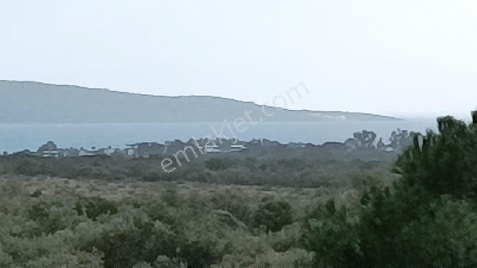 Didim Akbük’te İmara Komşu, 40 Dönüm Zeytinlik - Görsel 29