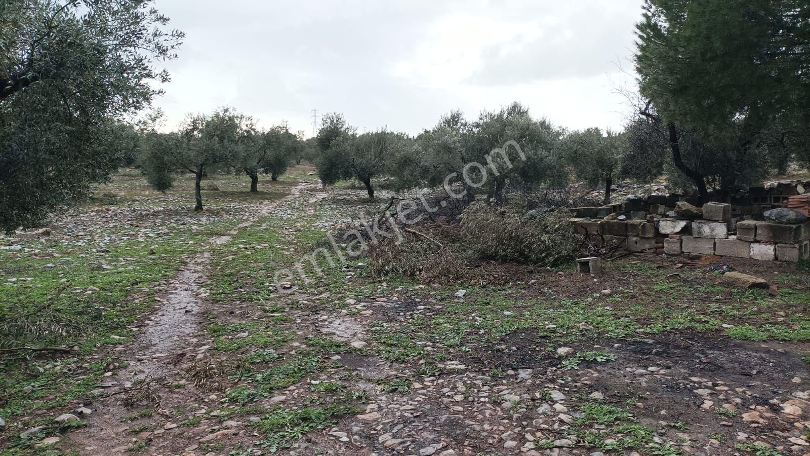 Didim Akbük’te İmara Komşu, 40 Dönüm Zeytinlik