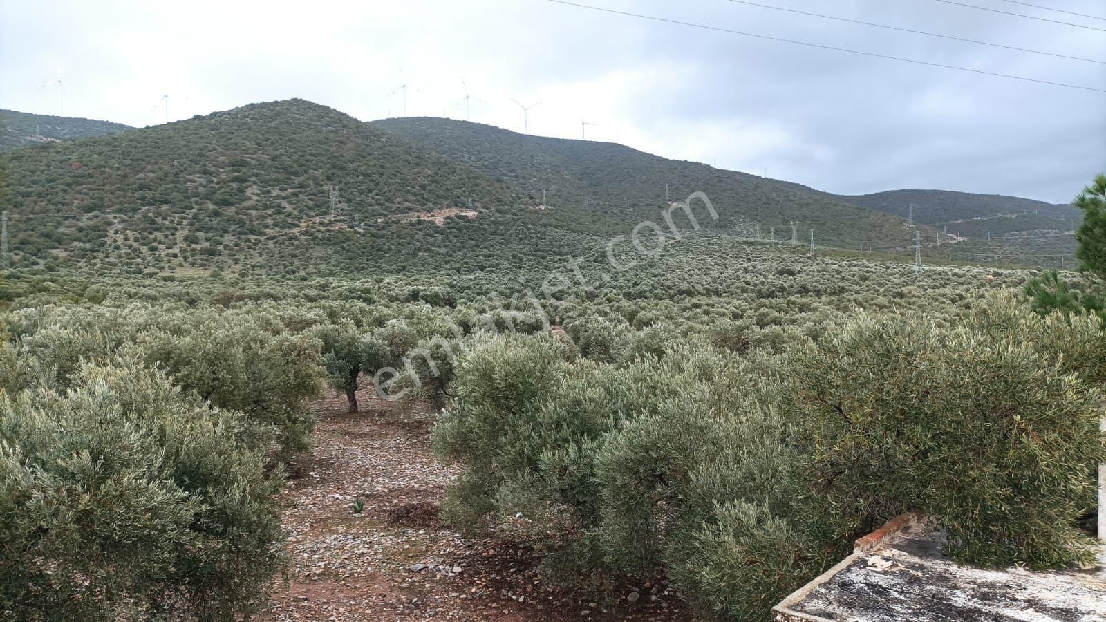Didim Akbük’te İmara Komşu, 40 Dönüm Zeytinlik - Görsel 16