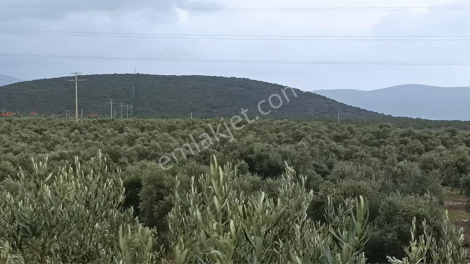Didim Akbük’te İmara Komşu, 40 Dönüm Zeytinlik - Görsel 20