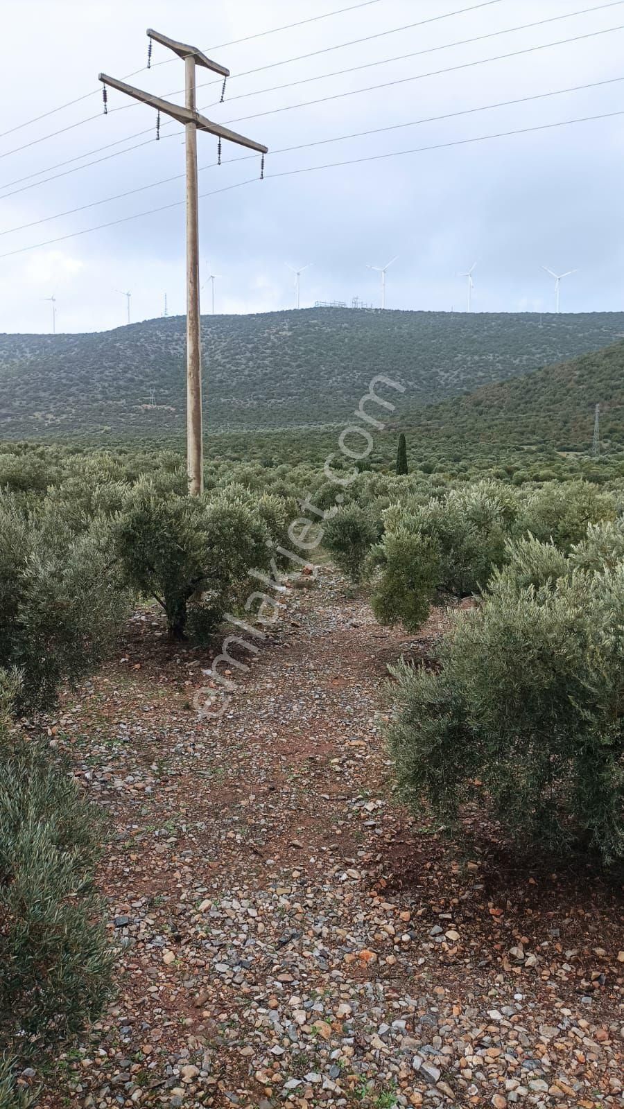 Didim Akbük’te İmara Komşu, 40 Dönüm Zeytinlik - Görsel 10