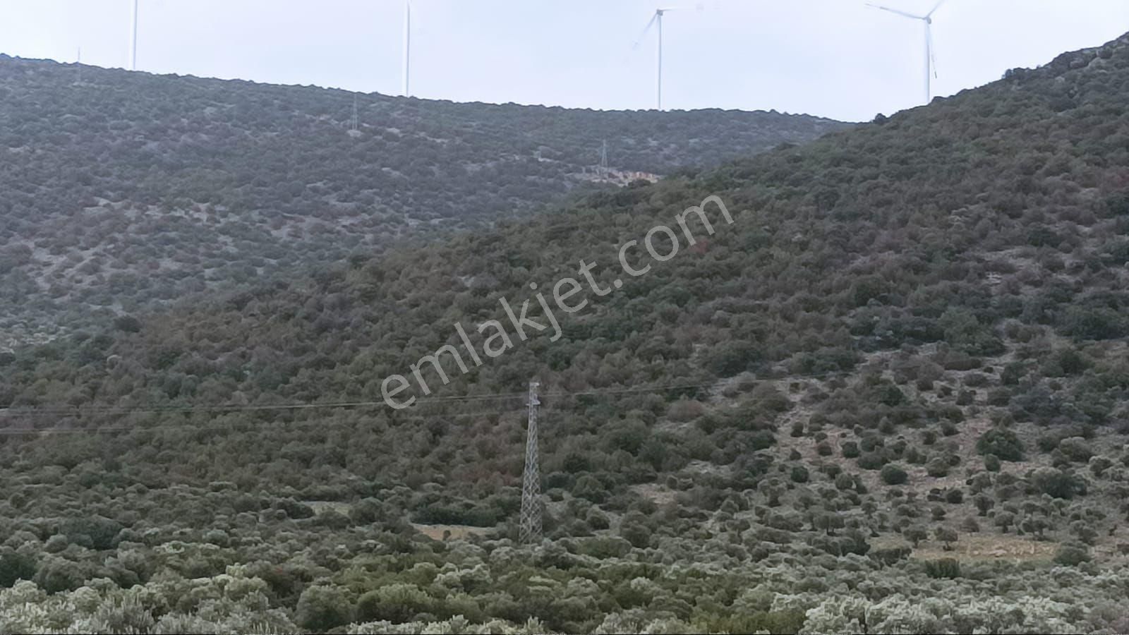 Didim Akbük’te İmara Komşu, 40 Dönüm Zeytinlik - Görsel 31