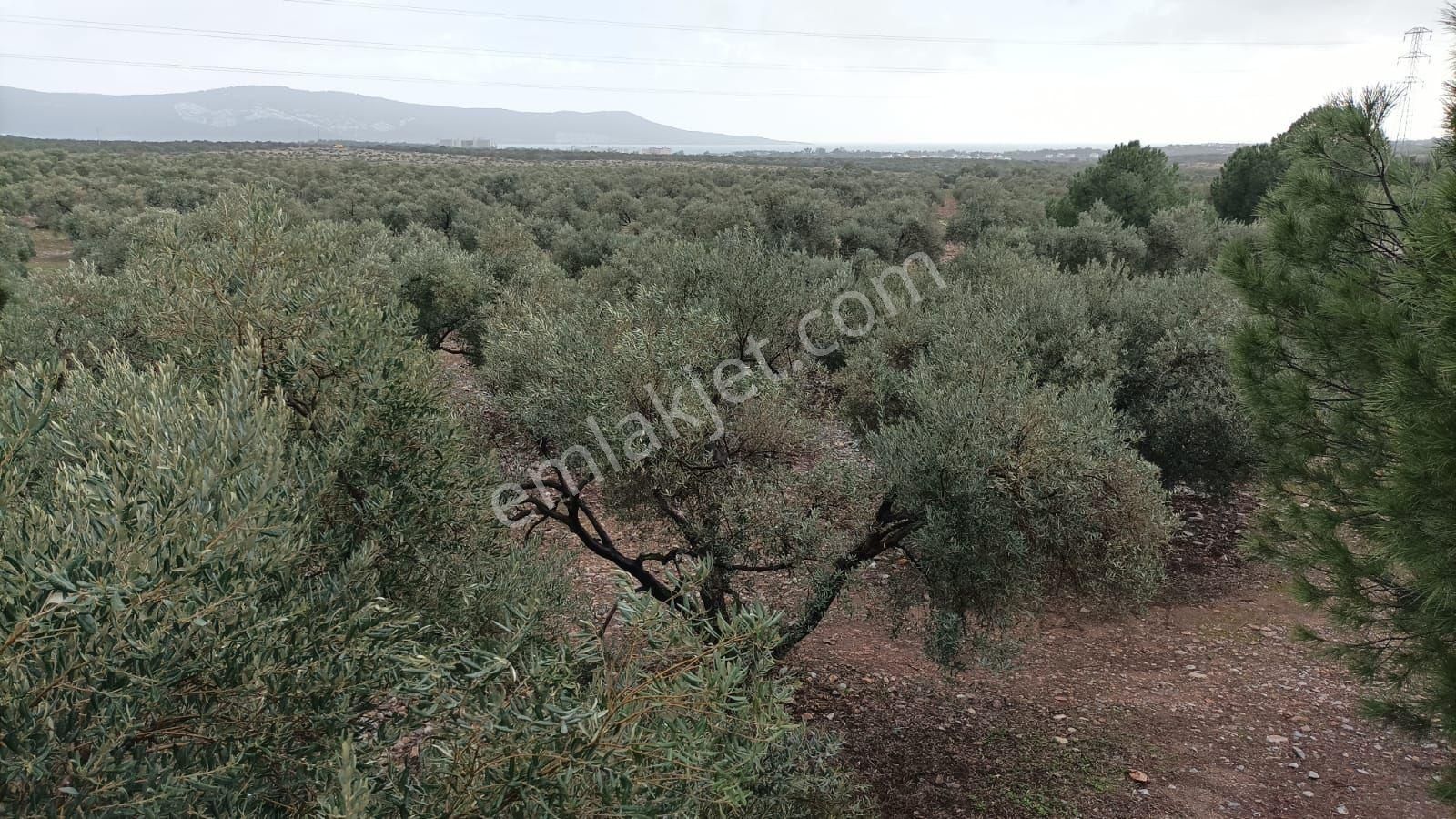 Didim Akbük’te İmara Komşu, 40 Dönüm Zeytinlik - Görsel 11