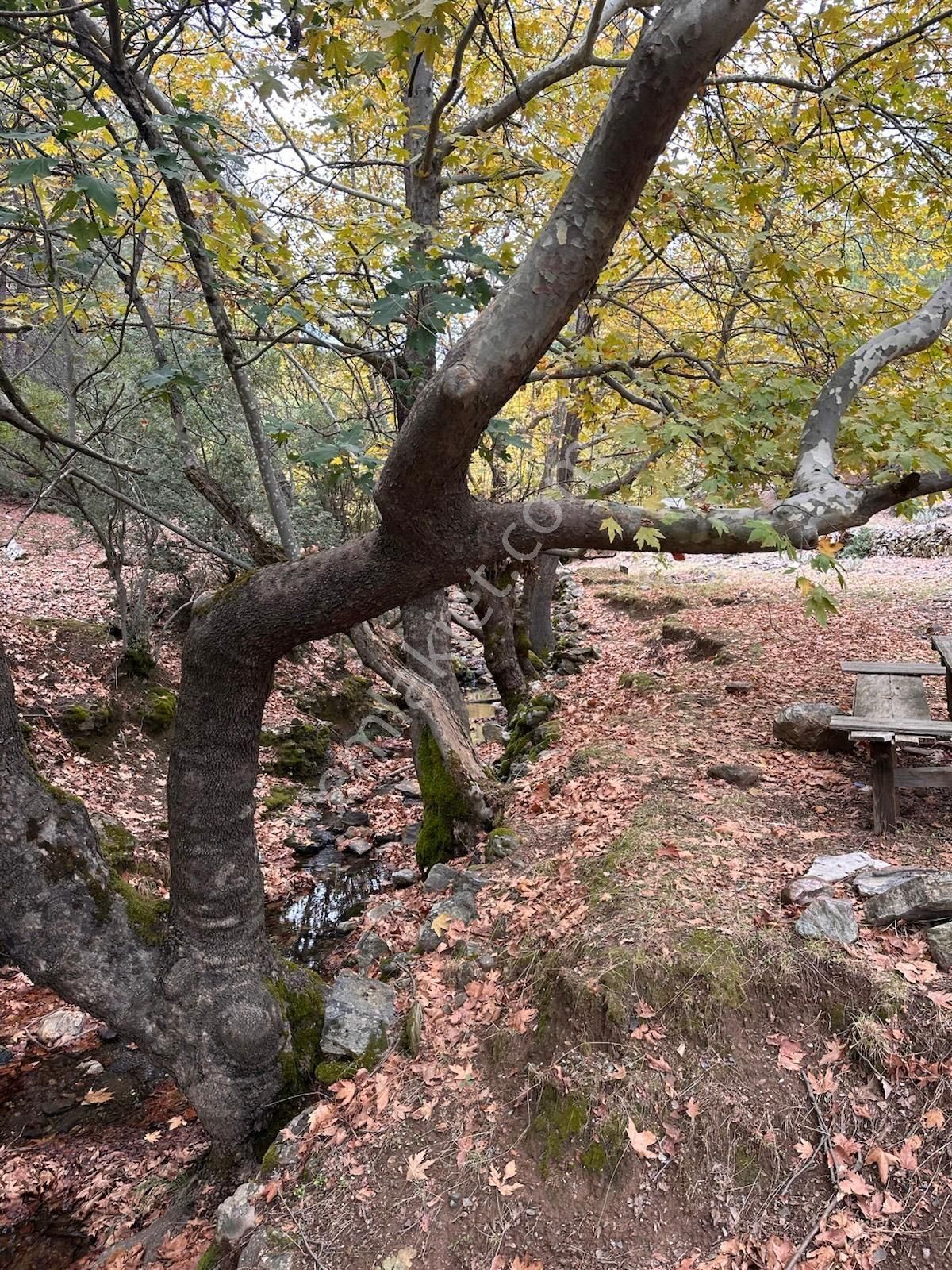 Muğla Çiftlik Mahallesi – Bitişik 2 Parsel - Görsel 7