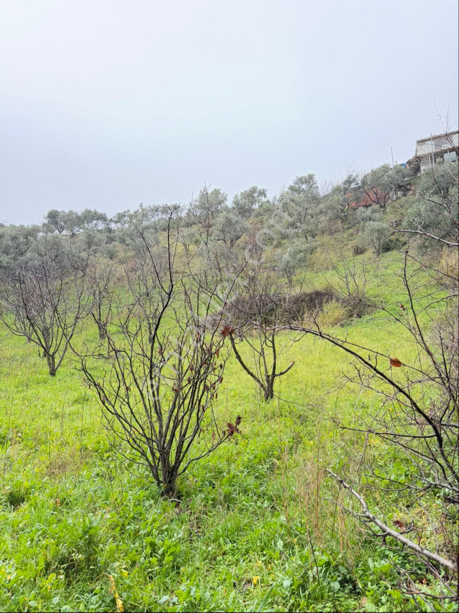 İzmir Kemalpaşa Ören 75. Yıl Cumhuriyet Mahde 6885 M2 Tam Tapu Bağ Bahçe - Görsel 2