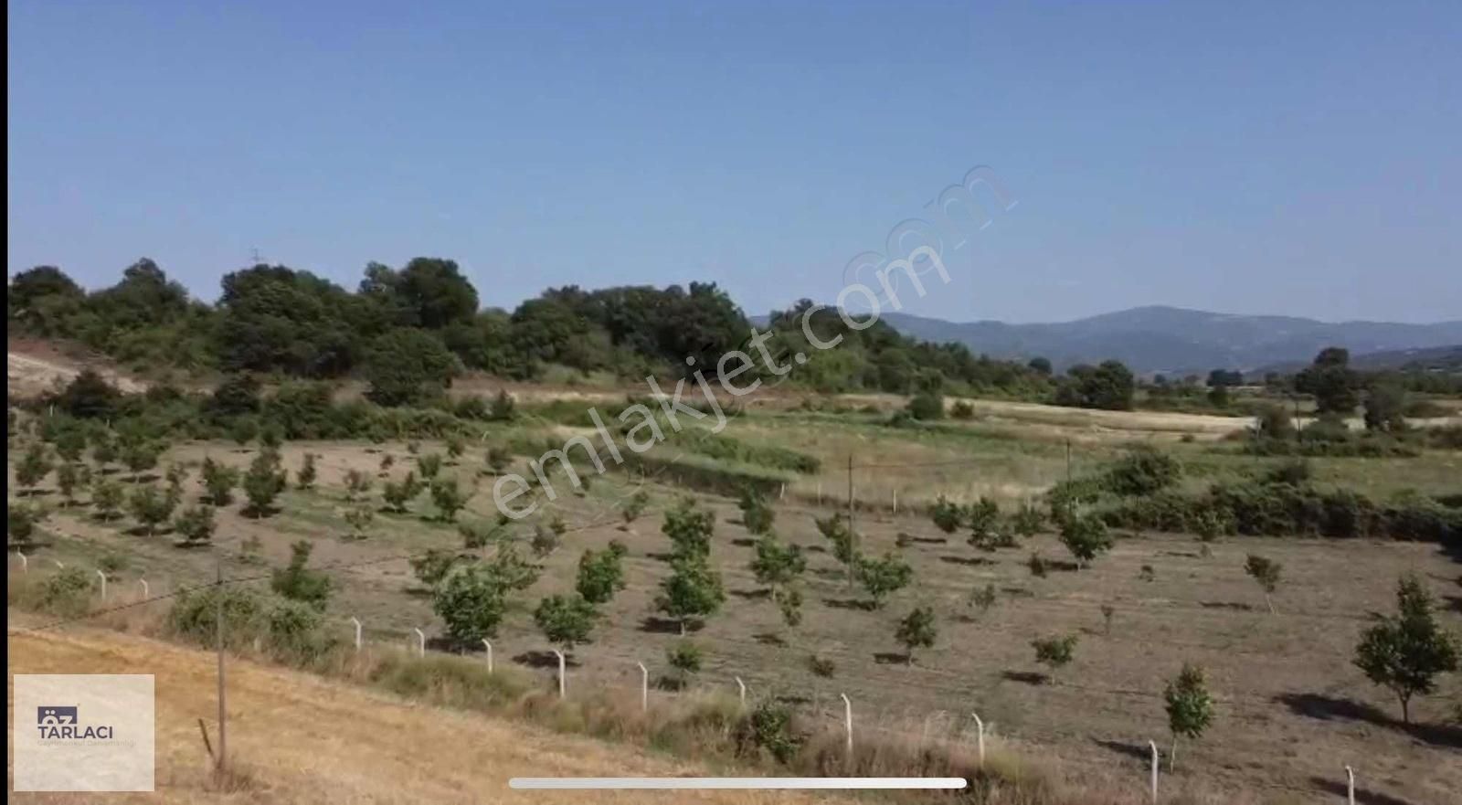 Döllük Mahallesinde Satılık Ceviz Bahçesi 10397 M2 - Görsel 3