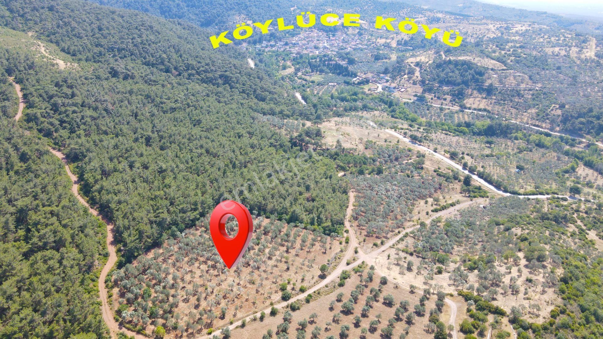 Köylüce'de Yatırımlık Büyük Parsel Satılık Zeytinlik - Görsel 5
