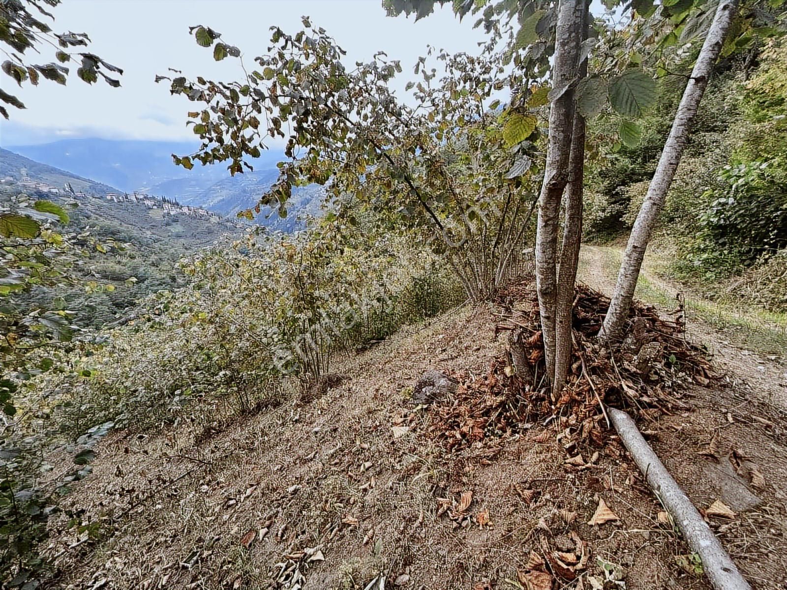 Altın Emlak Trabzon Esiroğlunda Satılık 1500 Metre Kare Arazi - Görsel 14