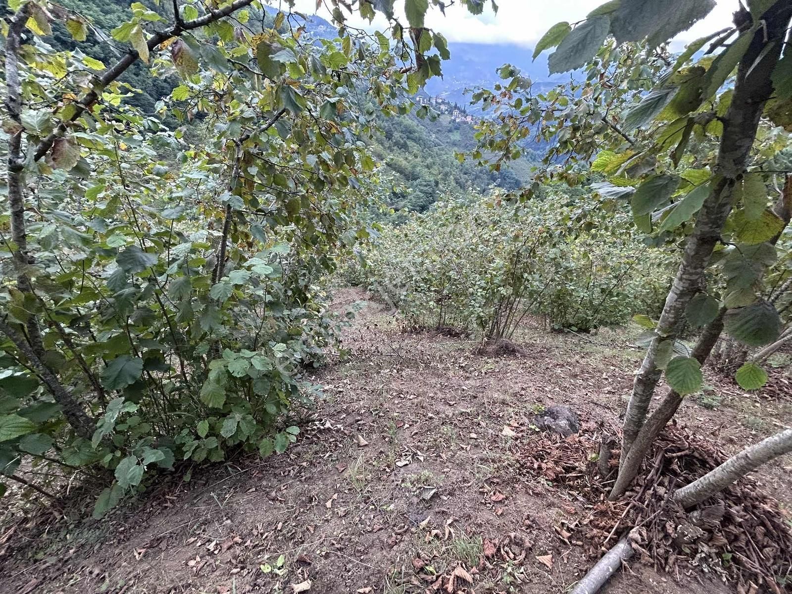 Altın Emlak Trabzon Esiroğlunda Satılık 1500 Metre Kare Arazi - Görsel 12