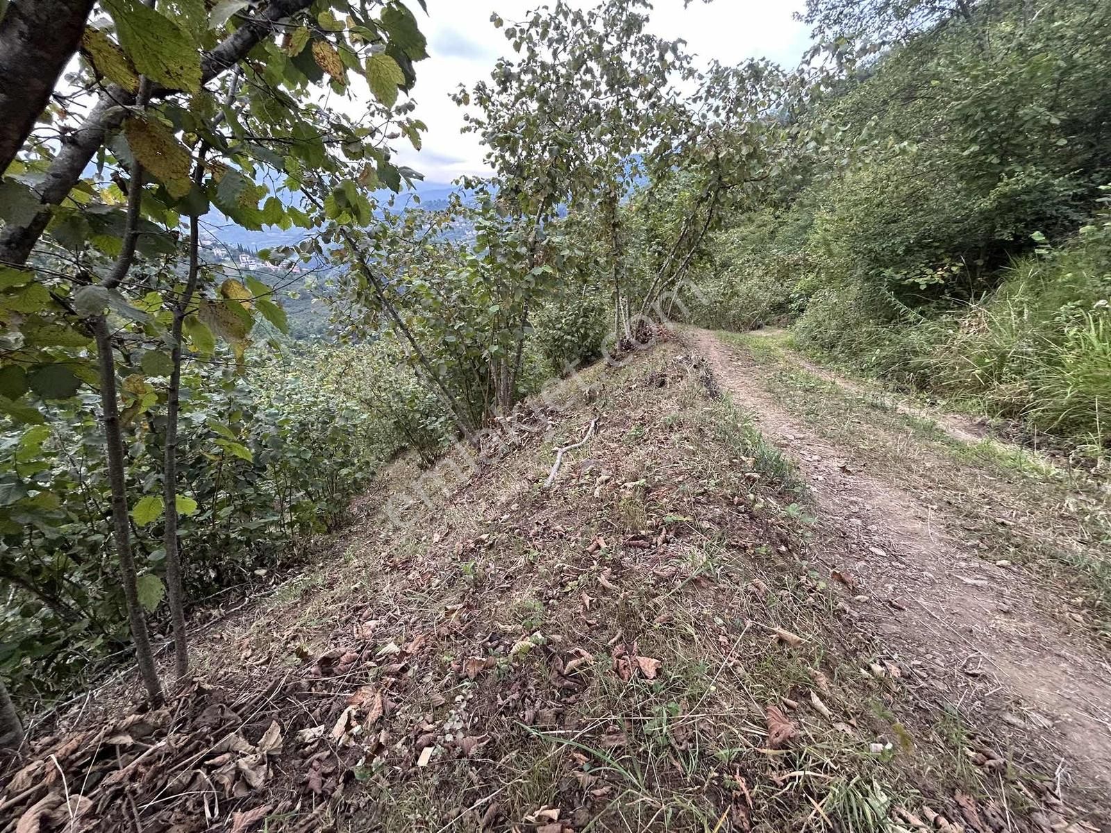 Altın Emlak Trabzon Esiroğlunda Satılık 1500 Metre Kare Arazi - Görsel 15