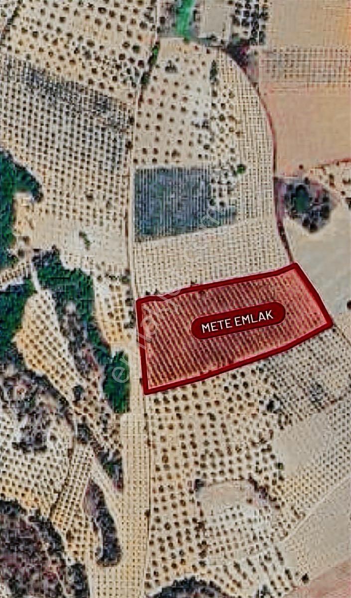 Saruhanlı Sarıçam'da Yatırımlık Zeytinlik 20 Dönüm