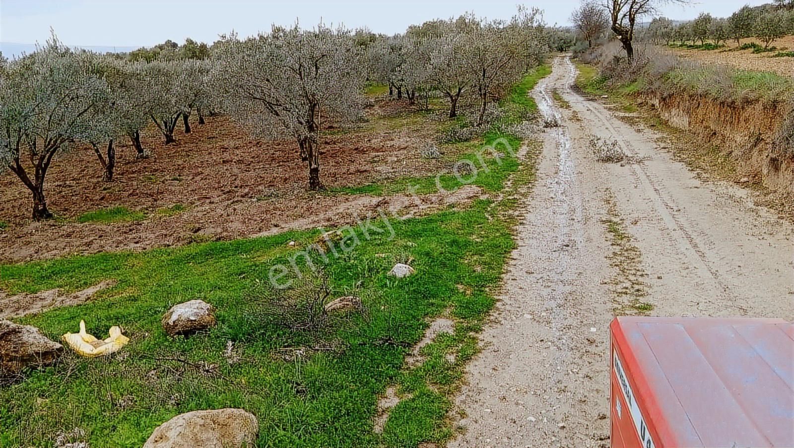 Saruhanlı Sarıçam'da Yatırımlık Zeytinlik 20 Dönüm - Görsel 6
