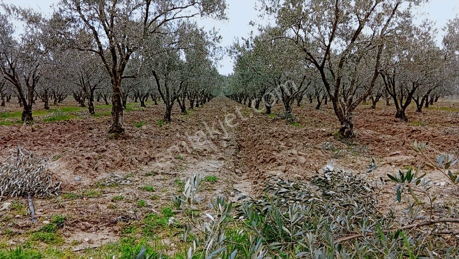 Saruhanlı Sarıçam'da Yatırımlık Zeytinlik 20 Dönüm - Görsel 10