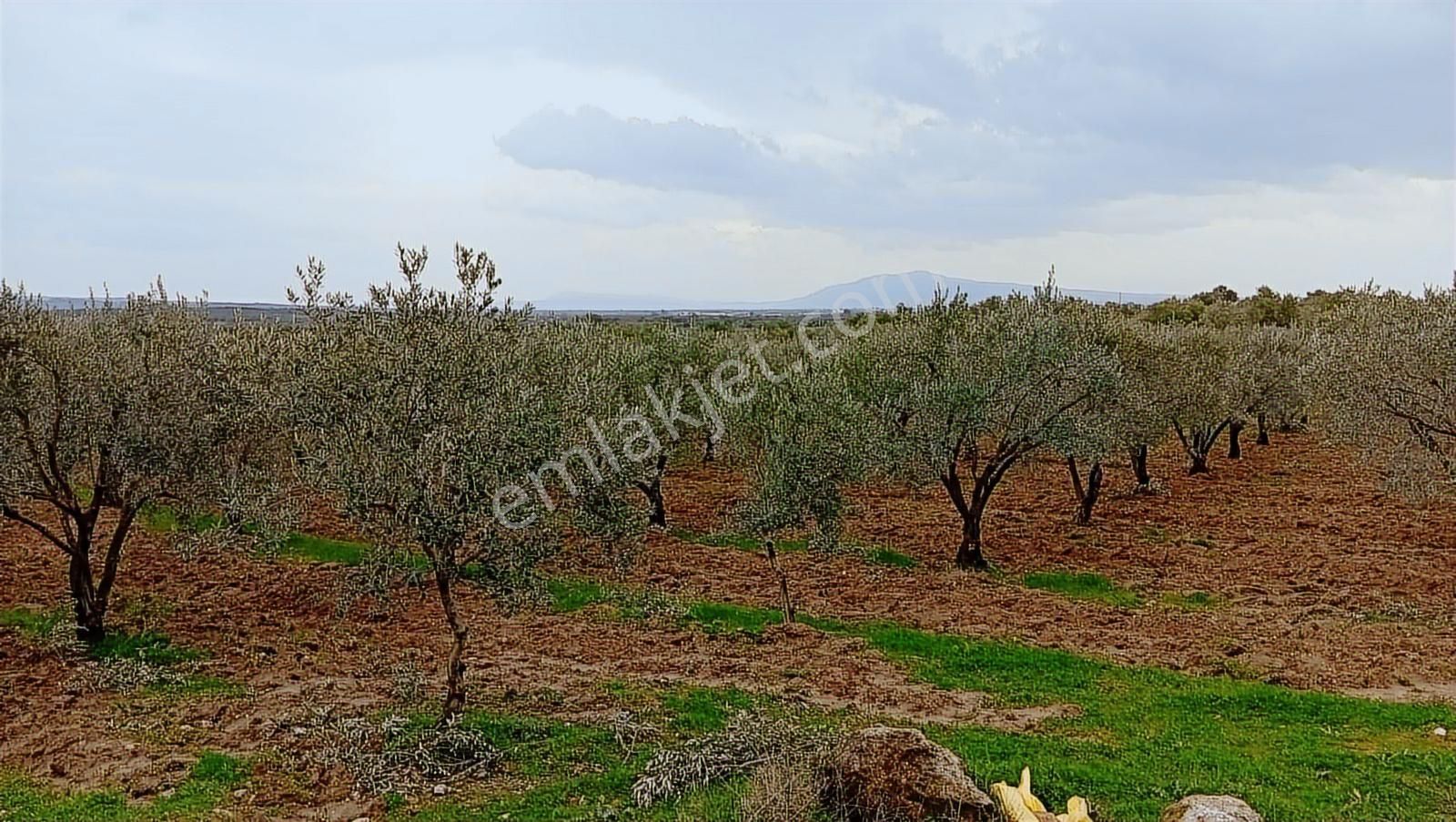 Saruhanlı Sarıçam'da Yatırımlık Zeytinlik 20 Dönüm - Görsel 2