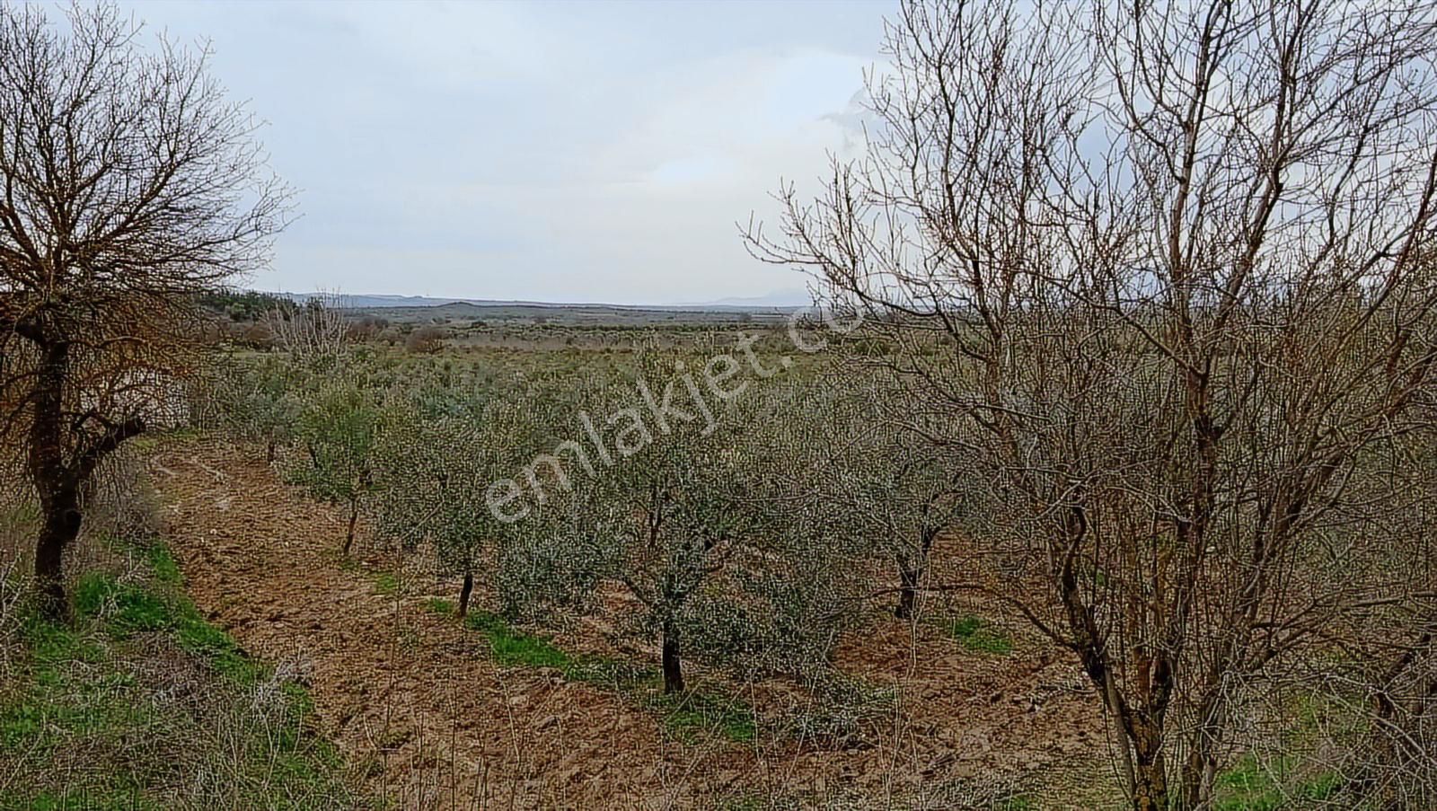 Saruhanlı Sarıçam'da Yatırımlık Zeytinlik 20 Dönüm - Görsel 12