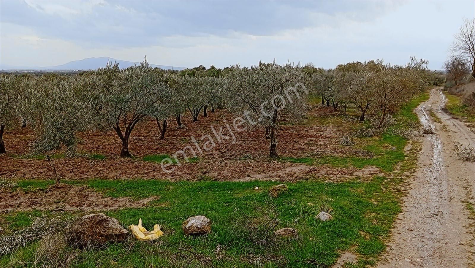 Saruhanlı Sarıçam'da Yatırımlık Zeytinlik 20 Dönüm - Görsel 8
