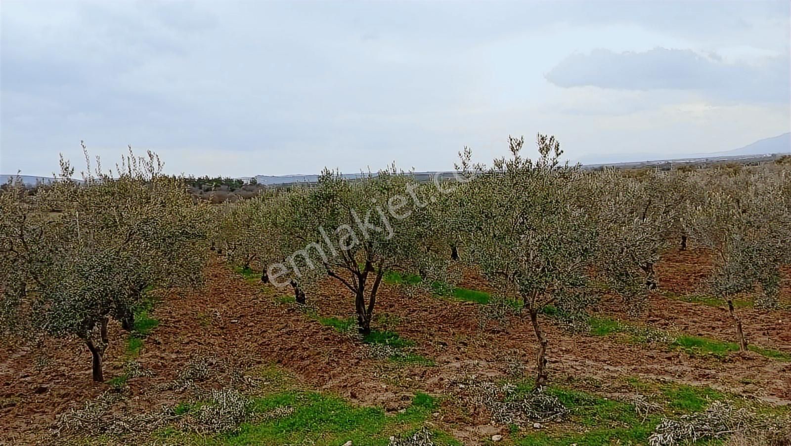 Saruhanlı Sarıçam'da Yatırımlık Zeytinlik 20 Dönüm - Görsel 4