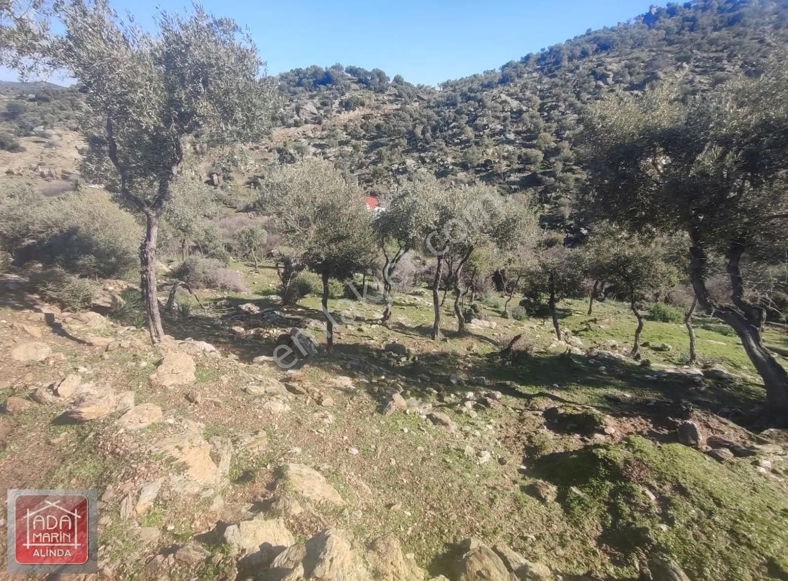 Söke Serçin Köyü Bafa Gölüne Sıfır Satılık Zeytinlik - Görsel 3