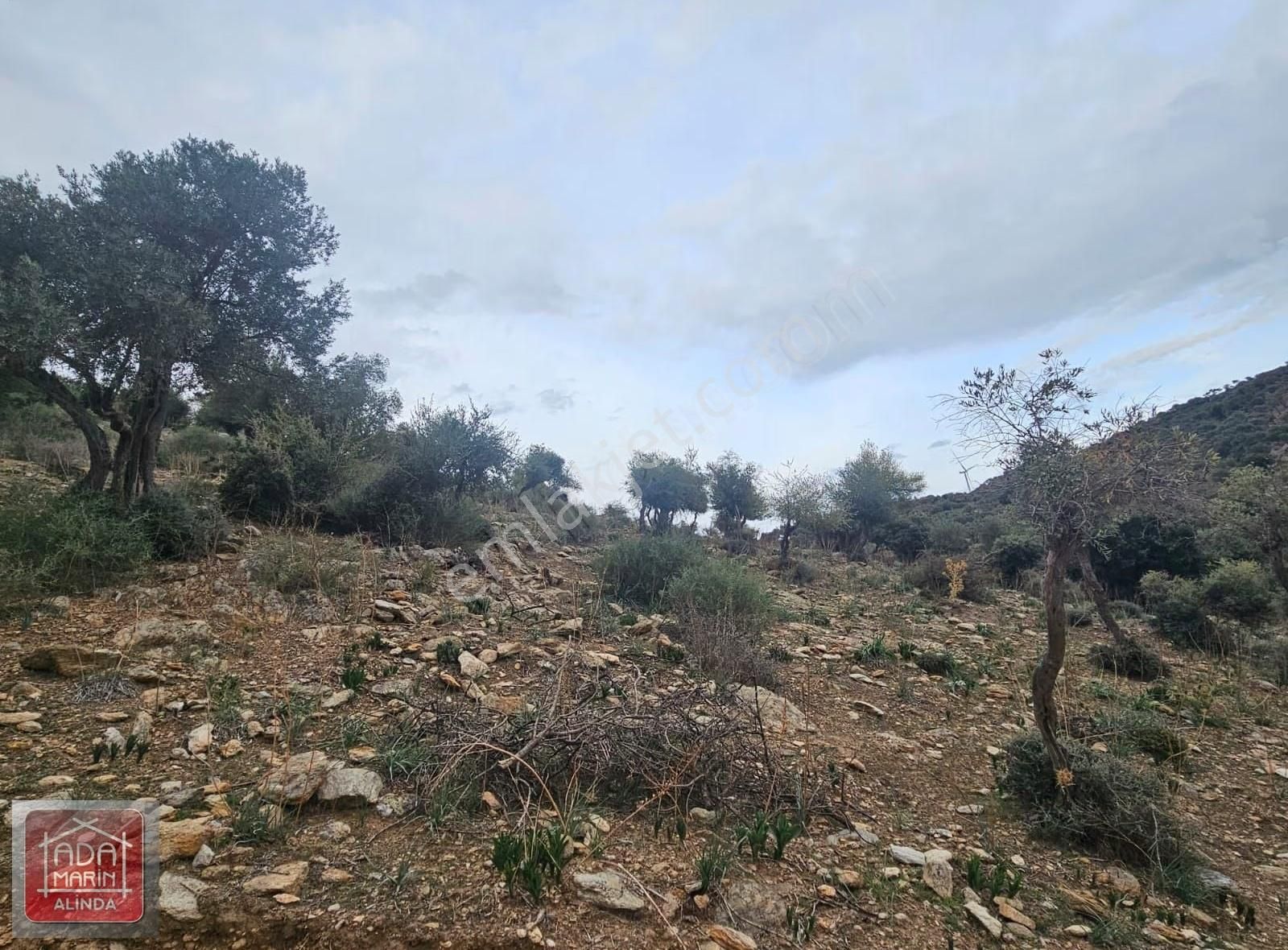Söke Serçin Köyü Bafa Gölüne Sıfır Satılık Zeytinlik - Görsel 2
