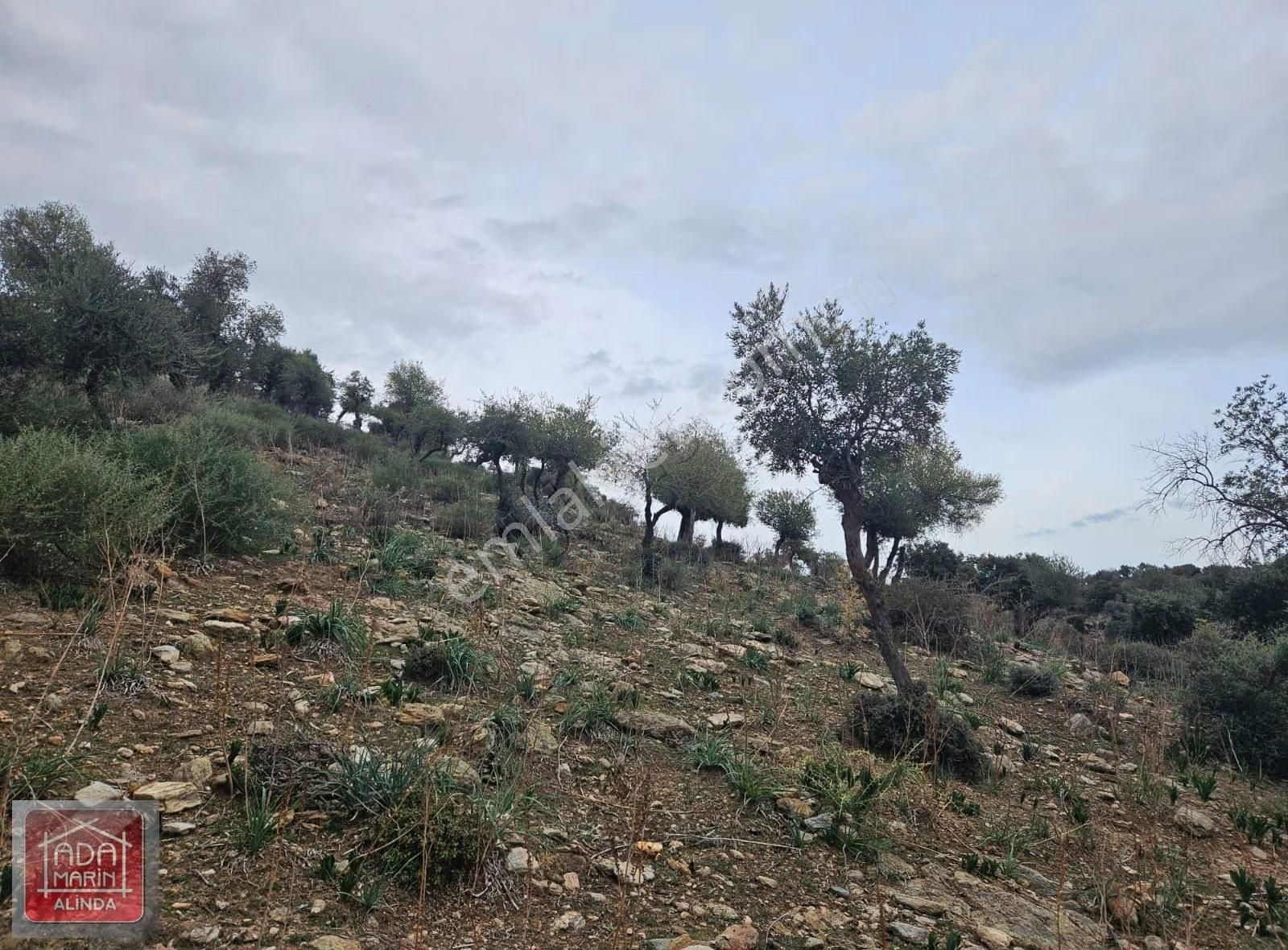 Söke Serçin Köyü Bafa Gölüne Sıfır Satılık Zeytinlik - Görsel 4