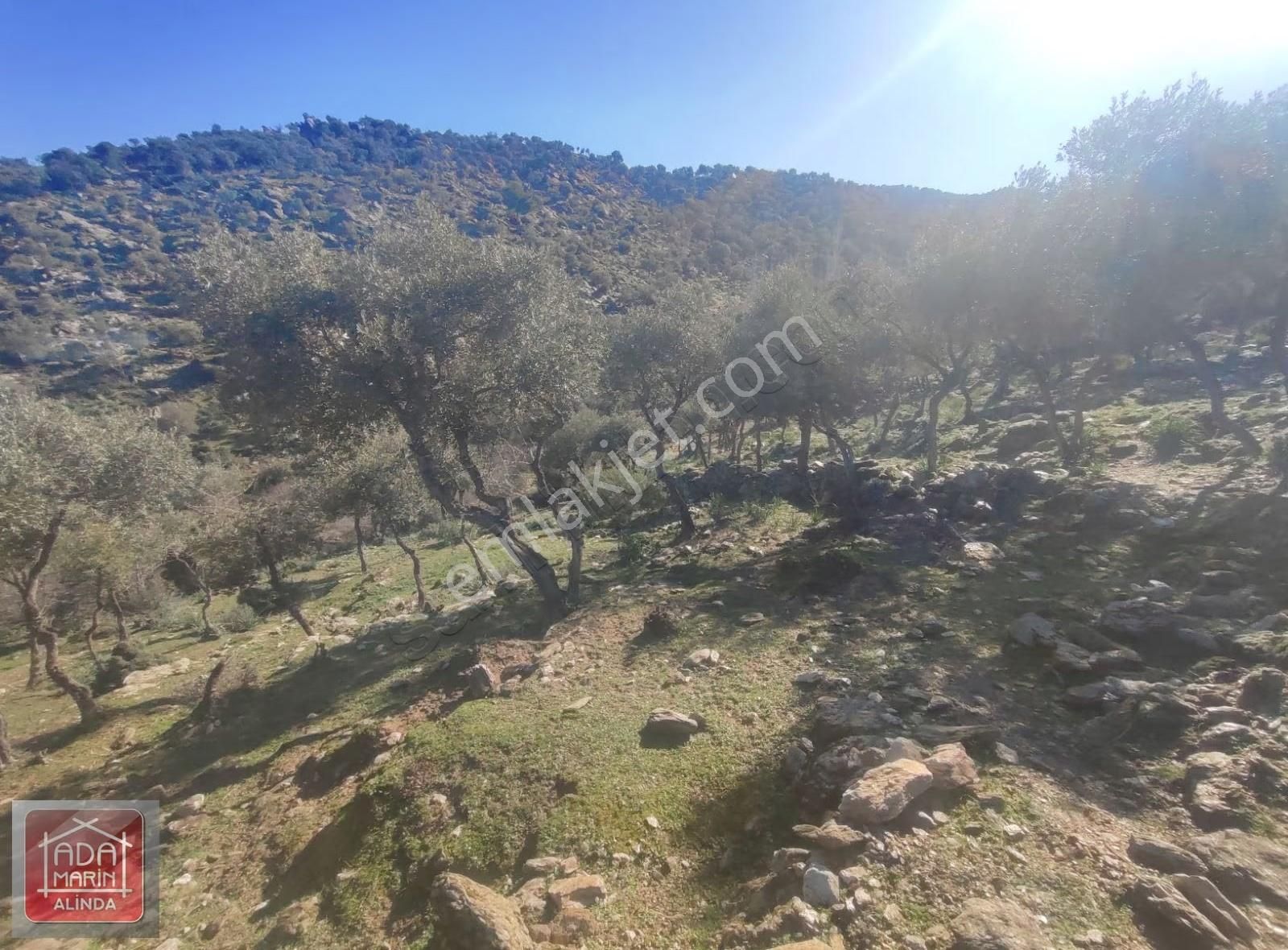 Söke Serçin Köyü Bafa Gölüne Sıfır Satılık Zeytinlik - Görsel 7