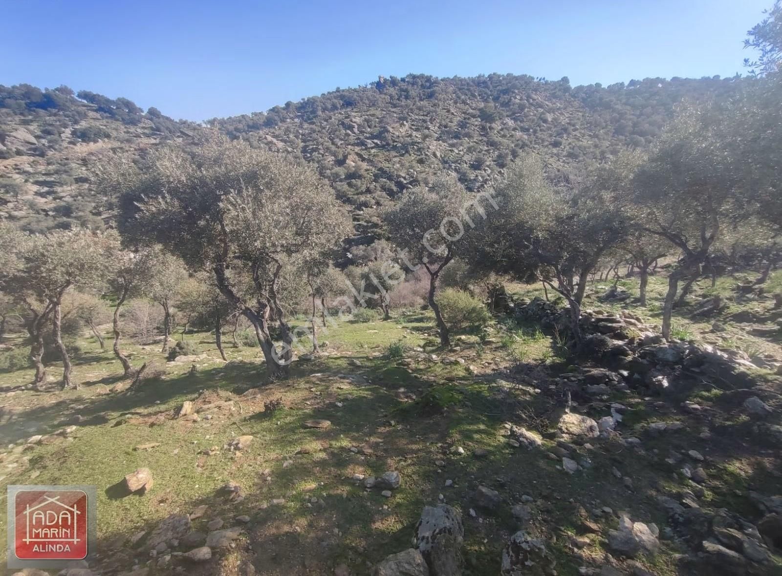 Söke Serçin Köyü Bafa Gölüne Sıfır Satılık Zeytinlik - Görsel 14
