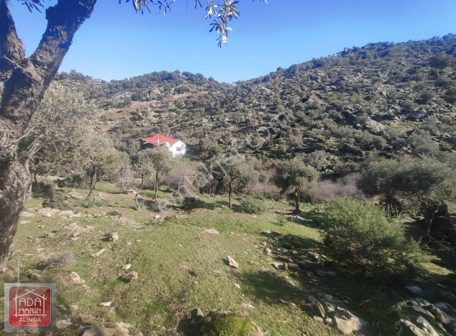 Söke Serçin Köyü Bafa Gölüne Sıfır Satılık Zeytinlik - Görsel 9
