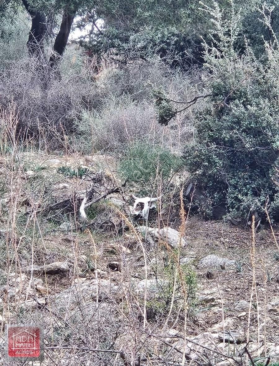 Söke Serçin Köyü Bafa Gölüne Sıfır Satılık Zeytinlik - Görsel 10