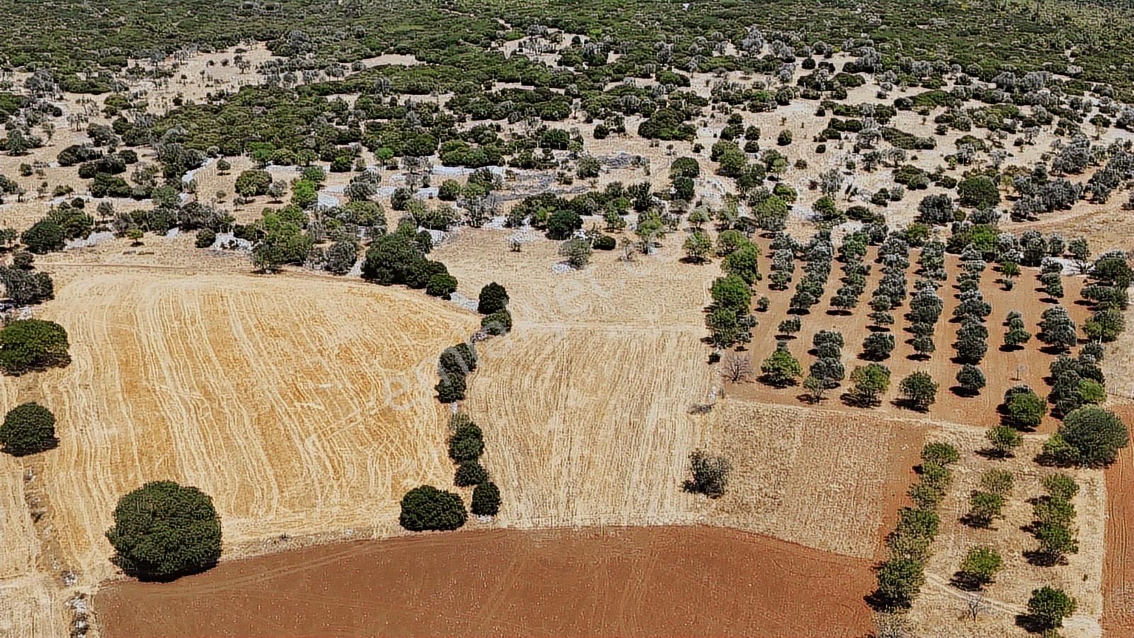 Doğayla İç İçe Tarım Arazisi - Görsel 7