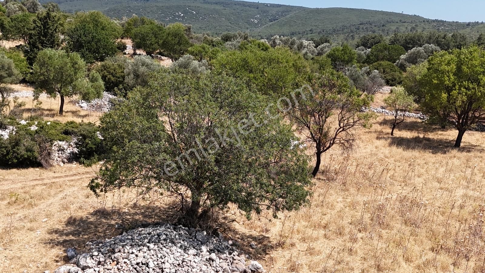 Doğayla İç İçe Tarım Arazisi - Görsel 3