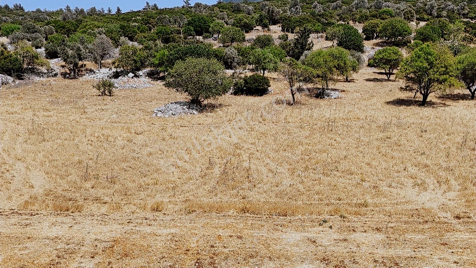 Doğayla İç İçe Tarım Arazisi - Görsel 8
