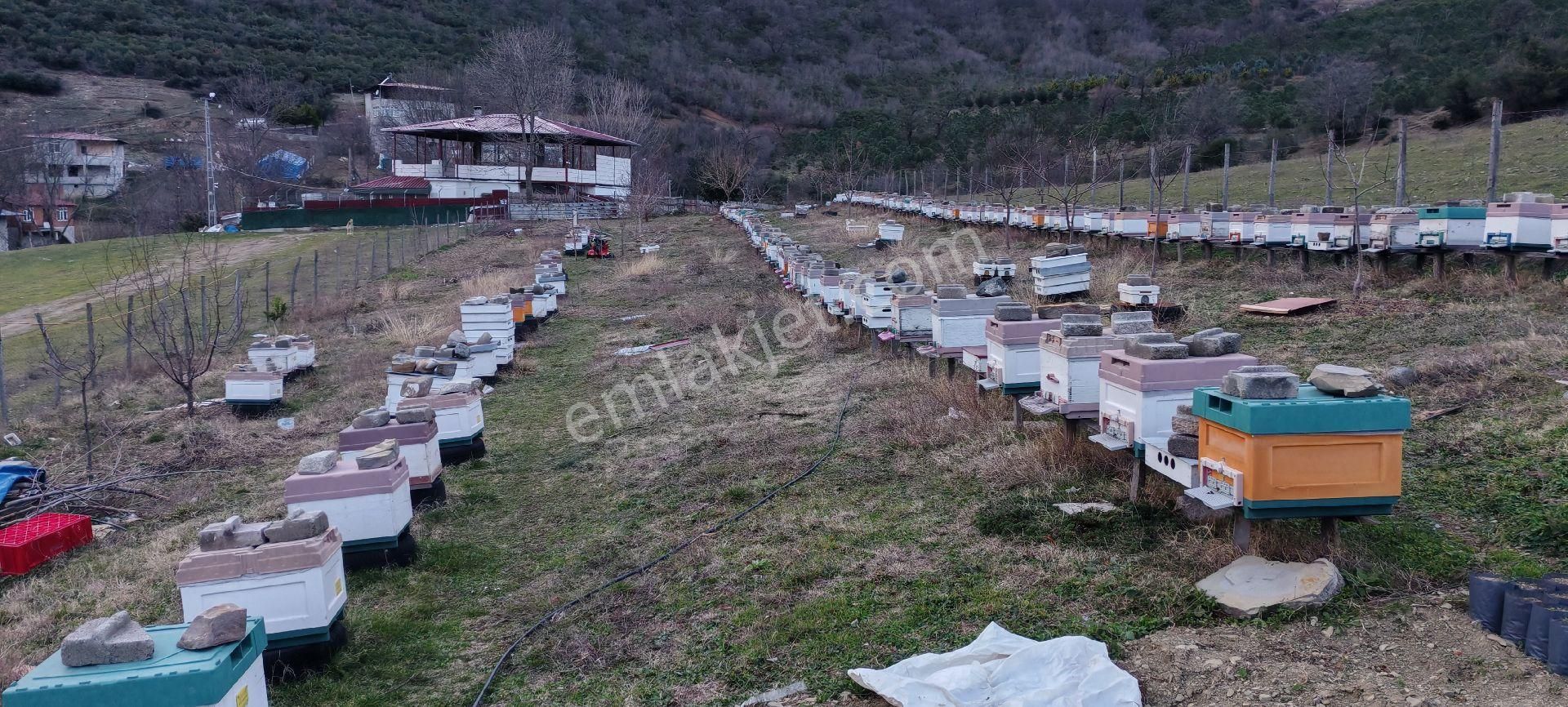 Samsun İlkadım Asaavdan Mert Irmağı Üstü Satilik Evli Mey - Görsel 5
