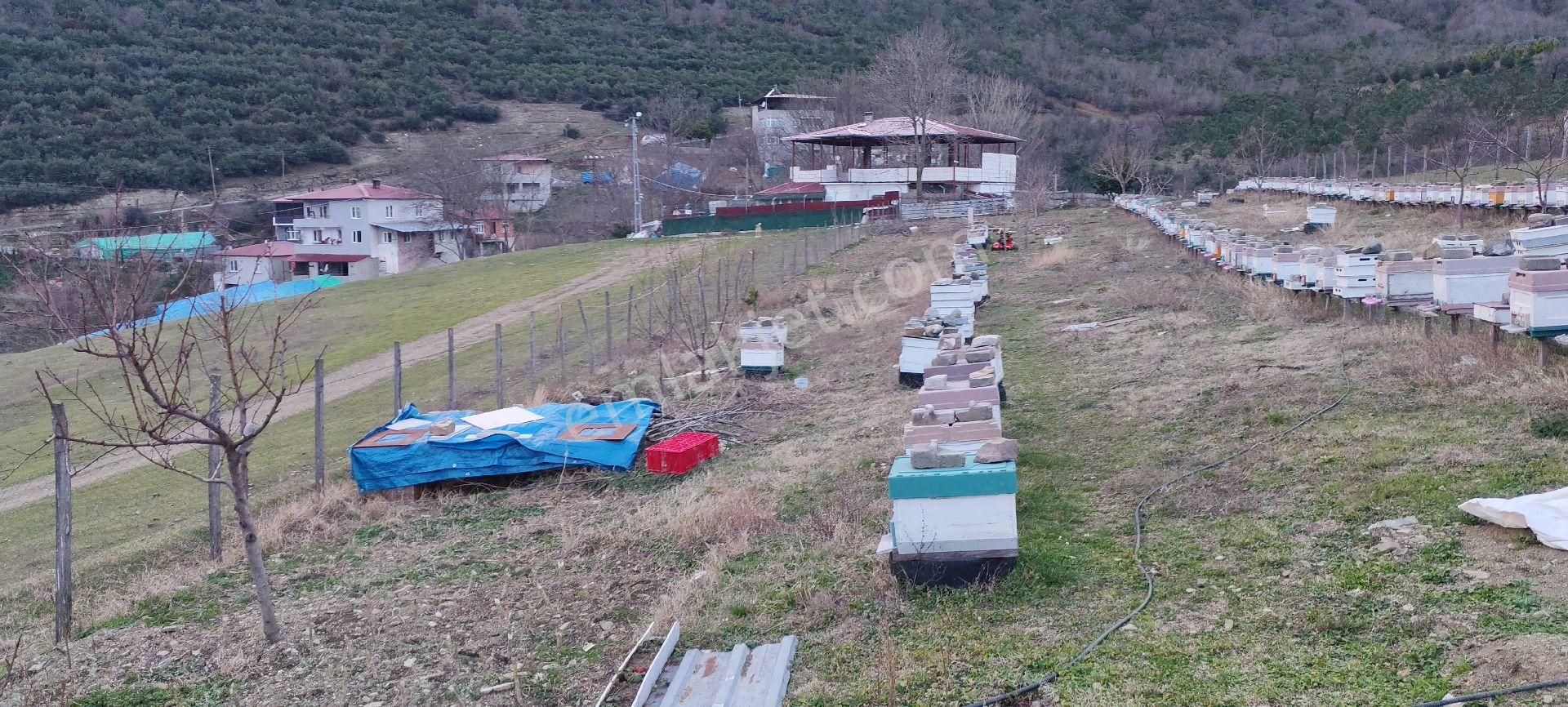 Samsun İlkadım Asaavdan Mert Irmağı Üstü Satilik Evli Mey - Görsel 4