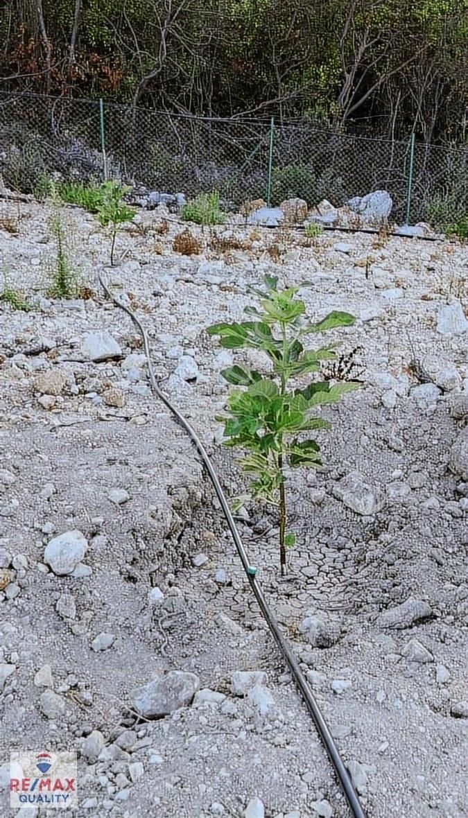 Kumluca Yeşilköyde 12.000 M² Prefabrikli, Elektrikli Ve Sondaj - Görsel 10