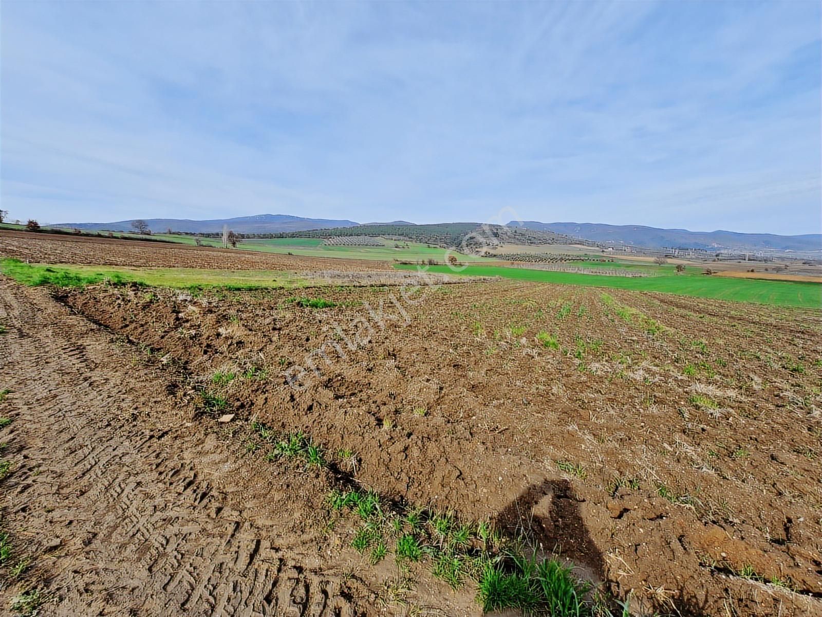 Yenişehir Kavaklı Kadastro Yoluna Cephe Sulama Tesisatlı Tarla - Görsel 8