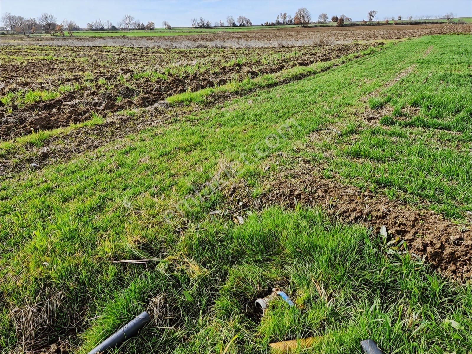 Yenişehir Kavaklı Kadastro Yoluna Cephe Sulama Tesisatlı Tarla - Görsel 26
