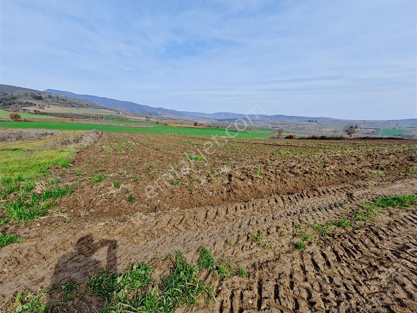 Yenişehir Kavaklı Kadastro Yoluna Cephe Sulama Tesisatlı Tarla - Görsel 2